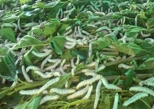 लाभार्थ्यांना रक्कम वाटपाची प्रक्रिया सुरू आहे. महात्मा गांधी रोजगार हमी योजनेअंतर्गत जिल्ह्यात 175 अल्पभूधाक शेतकऱ्यांना लाभ देण्यात आला आहे