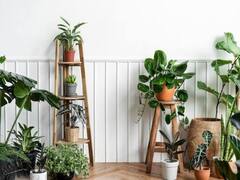 Plants for Living Room : नेचुरल एयर प्यूरीफायर हैं ये 5 पौधें, लिविंग रूम की बदल देते हैं सूरत, सेहत भी करते हैं दुरुस्त