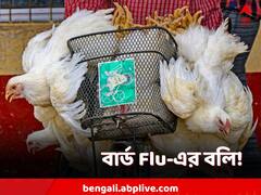 ফের 'বিশ্বে প্রথম' চিন, বার্ড ফ্লু সংক্রমণে মৃত ১