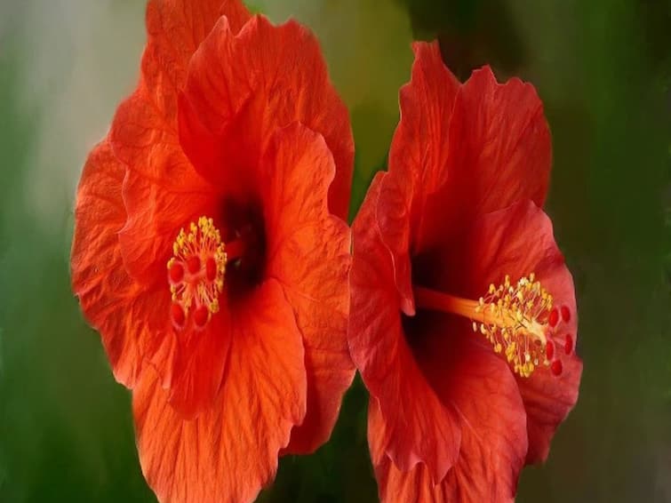 Hibiscus For Hair Fall apply this hibiscus flower mask on scalp health tips Hibiscus For Hair Fall: केस गळतीच्या समस्येने त्रस्त आहात? डोक्याला लावा जास्वंदाच्या फुलाची 'ही' पेस्ट , जाणून घ्या तयार करायची सोपी पद्धत