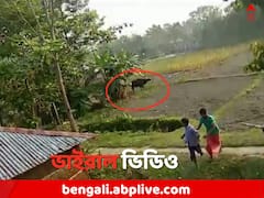 গোয়ালঘরে বাইসন ! চক্ষু চড়কগাছ বাড়ির মালিকের, ভাইরাল ভিডিও
