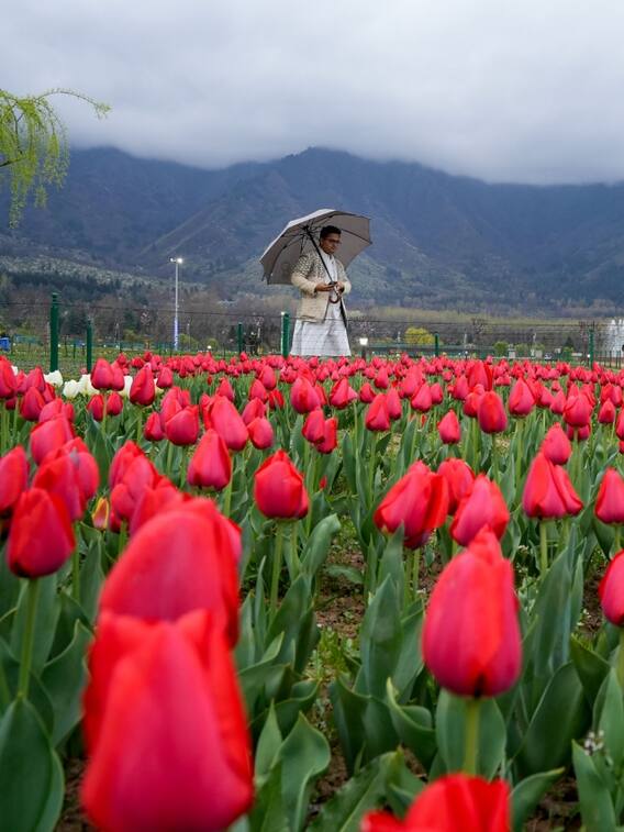 पर्यटकों को खूब भा रहा है श्रीनगर का ट्यूलिप गार्डन
