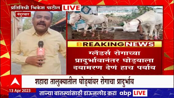 Horses Infected by Gladders Disease : नंदुरबारमधील शहादामध्ये घोड्यांवर ग्लॅडर्स रोगाचा प्रादुर्भाव