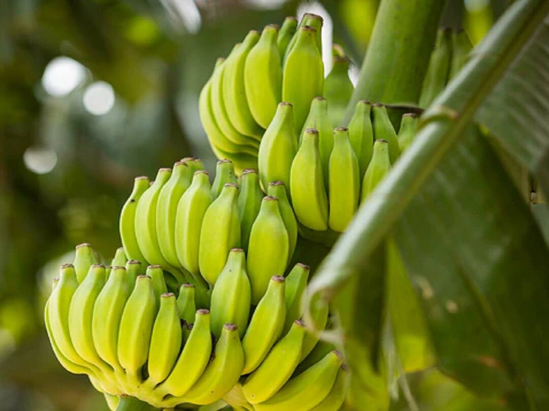 Agriculture News : बनाना सिटीत होणार पहिली राज्यस्तरीय केळी परिषद, तज्ज्ञ शेतकरी करणार मार्गदर्शन; केळीरत्न पुरस्काराचेही वितरण Agriculture News first state level banana conference will be held in Savada of Jalgaon district Agriculture News : बनाना सिटीत होणार पहिली राज्यस्तरीय केळी परिषद, तज्ज्ञ शेतकरी करणार मार्गदर्शन; केळीरत्न पुरस्काराचेही वितरण