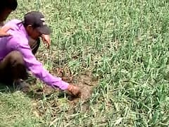 Nashik Onion Loss : नाशकात अवकाळीचा मोठा फटका; 18 हजार 346 हेक्टवरील कांद्याचं नुकसान