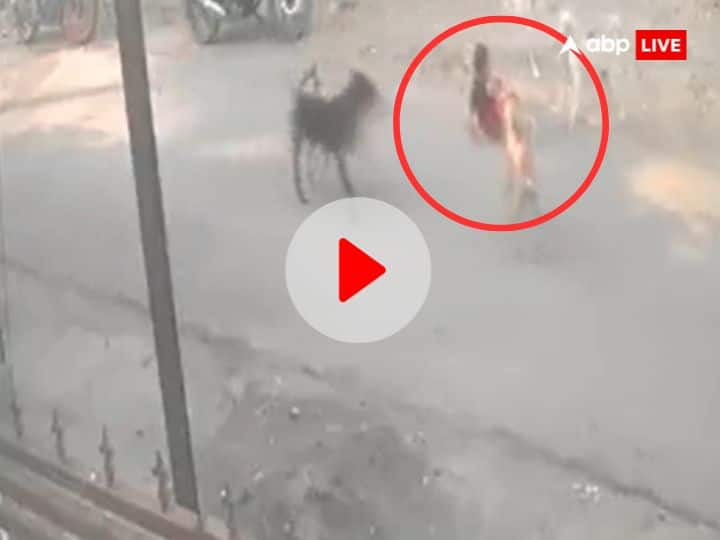 nagpur stary dog attacks on boy Heart wrenching CCTV footage viral maharashtra police gave information Watch: महाराष्ट्र में तीन साल के बच्चे पर आवारा कुत्तों के झुंड ने किया हमला, सड़क पर घसीटा, देखें वीडियो