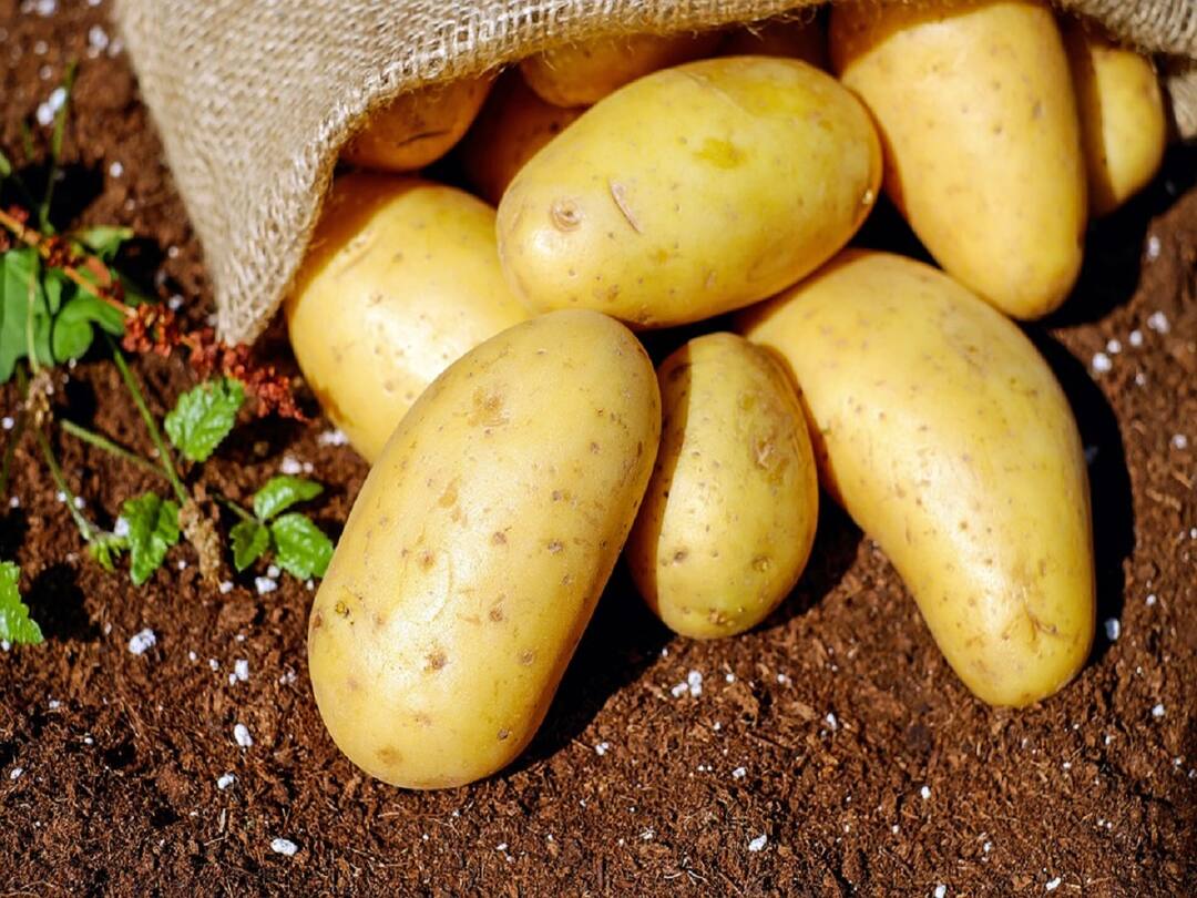 most expensive potato in world Le Bonnotte Cost 40 thousand to 50 thousand rupees per kilo