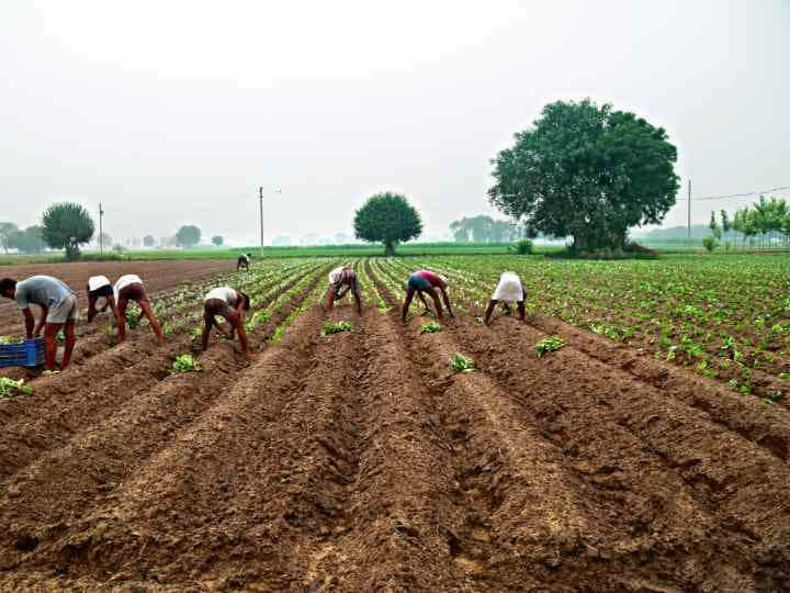 Intercropping: इस तरकीब से एक ही जमीन पर उगा सकते हैं 2 से ज्यादा फसलें....फिर चार गुना हो जाएगी किसान की आमदनी! Intercropping of turmeric with pigeon peas will help to Earn Profit in a Short time or Arhar or Haldi ki Antarvartiya Kheti Intercropping: इस तरकीब से एक ही जमीन पर उगा सकते हैं 2 से ज्यादा फसलें....फिर चार गुना हो जाएगी किसान की आमदनी!