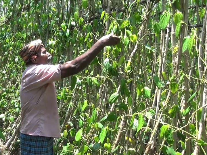 ஆத்தூர் வெற்றிலைக்கு புவிசார் குறியீடு - வெற்றிலை விவசாயம் மேலும் தழைக்க, மானியத்துடன் கூடிய கடன்கள் வழங்க கோரிக்கை