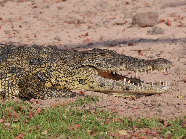 Viral news 7-Foot Crocodile Found In Building's Toilet, Creates Panic Among Villagers Agra Viral News: গ্রামের বাড়ির শৌচালয় থেকে উদ্ধার সাত ফুটের কুমির! আতঙ্ক এলাকায়