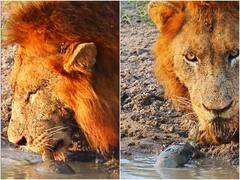 जब कछुए ने ही इस ट्रिक से शेर को तालाब से दूर भगा दिया, ऐसा सीन कम देखने को मिलता है