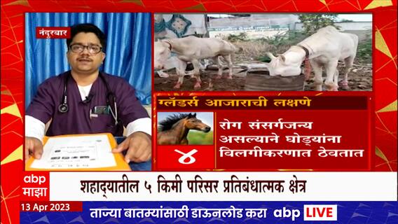Nandurbar : नंदुरबारच्या शहाद्यातील घोड्यांवर ग्लॅडर्स रोगाचा प्रादुर्भाव, 5 किमी परिसर प्रतिबंधात्मक क्षेत्र