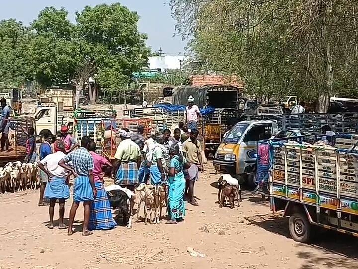 Farmers of Karur district are happy to sell goats for more than 75 lakh rupees for Ramzan festival TNN கரூர்: ரம்ஜான் பண்டிகைக்கு 75 லட்சம் ரூபாய் மேல் ஆடுகள் விற்பனை  - விவசாயிகள் மகிழ்ச்சி