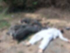 Asad Ahmed Encounter Photo: असद अहमद के एनकाउंटर का पहला फोटो, ये तस्वीरें आपको विचलित कर सकती हैं