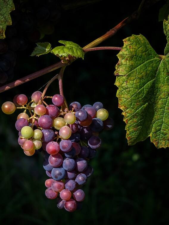 अनोखे फायदों वाले कुंबम अंगूर को GI Tag!