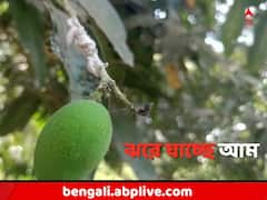 তীব্র গরমে পোকার আক্রমণ, ঝরে যাচ্ছে আম ! মাথায় হাত চাষীদের