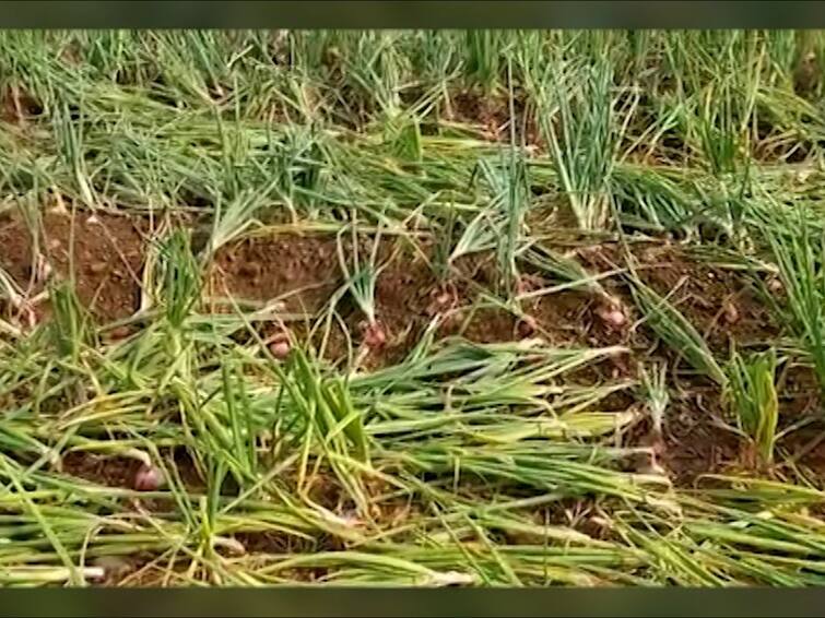 23 thousand 699 hectares of agriculture damaged in Nashik due to unseasonal rain mentioned in Preliminary report onion crop is the most affected Nashik Unseasonal Rain : अवकाळी पावसामुळे सहा दिवसात 23 हजार 699 हेक्टरवरील शेतीचे नुकसान, कांदा पिकाला सर्वाधिक फटका