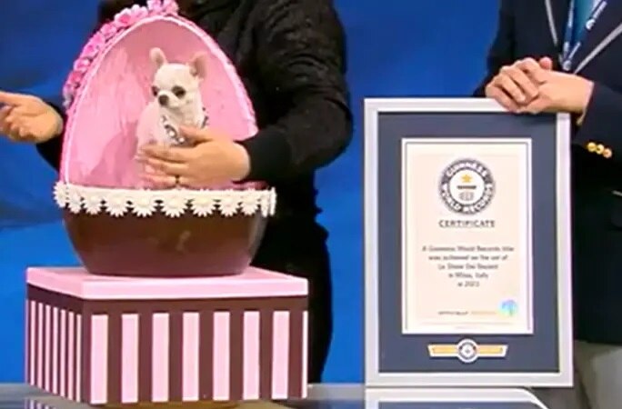 Worlds Shortest Dog: ఐస్‌క్రీమ్‌ పుల్ల కంటే చిన్న కుక్క - 3.59 అంగులాళ పర్ల్ గురించి అదిరిపోయే విషయాలు!