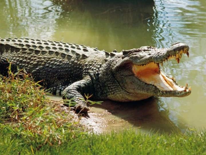 Viral news 7-Foot Crocodile Found In Building's Toilet, Creates Panic Among Villagers Agra Viral News: టాయిలెట్‌లో 7 అడుగుల మొసలి, భయంతో వణికిపోయిన గ్రామస్థులు