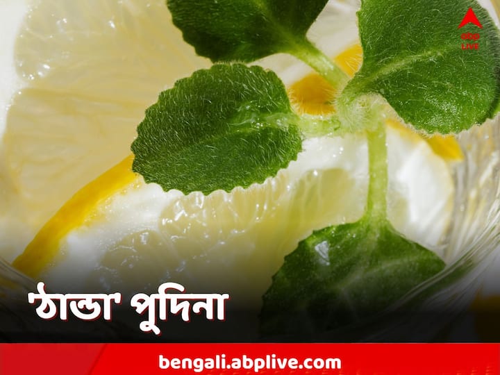 Summer Diet: খাবারে বা পানীয়ে পুদিনার ব্যবহার বহু পুরনো। এর নানা গুণ রয়েছে।