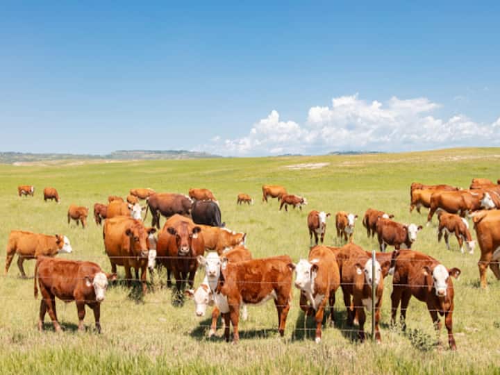 Huge Farm Fire In Texas Kills More Than 18,000 Cows, Calls For Federal Laws Grow Huge Farm Fire In Texas Kills More Than 18,000 Cows, Calls For Federal Laws Grow