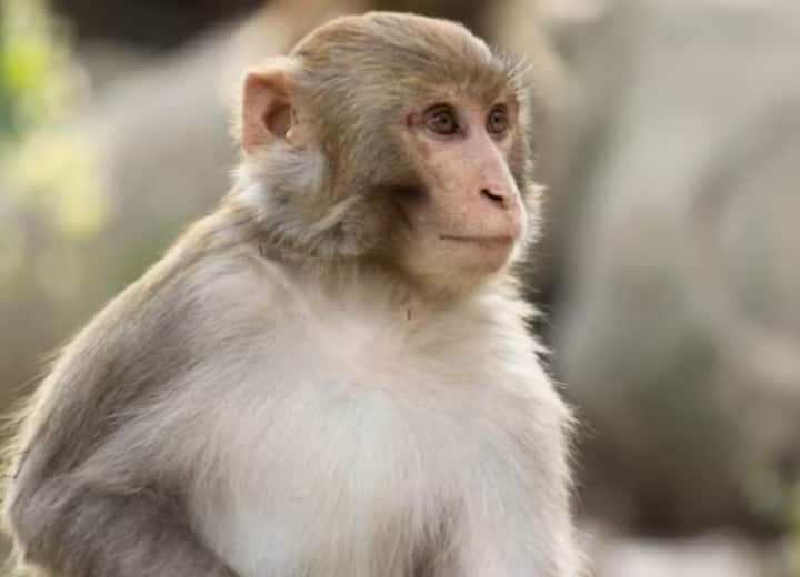 Sri Lanka will send one lakh monkeys to China Monkey Export: चीन को एक लाख बंदर भेजेगा श्रीलंका, जानें इसके पीछे की वजह