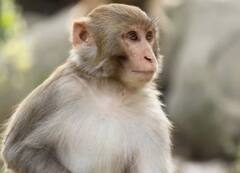 चीन को एक लाख बंदर भेजेगा श्रीलंका, जानें इसके पीछे की वजह