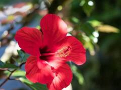 Hibiscus For Hair Fall: डोक्याला लावा जास्वंदाच्या फुलाची 'ही' पेस्ट, केस गळतीपासून सुटका मिळवा
