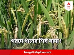 উত্তুঙ্গ গরমে ধানের শিষ সাদা ! ছত্রাক সংক্রমণ? মাথায় হাত পড়ছে চাষিদের