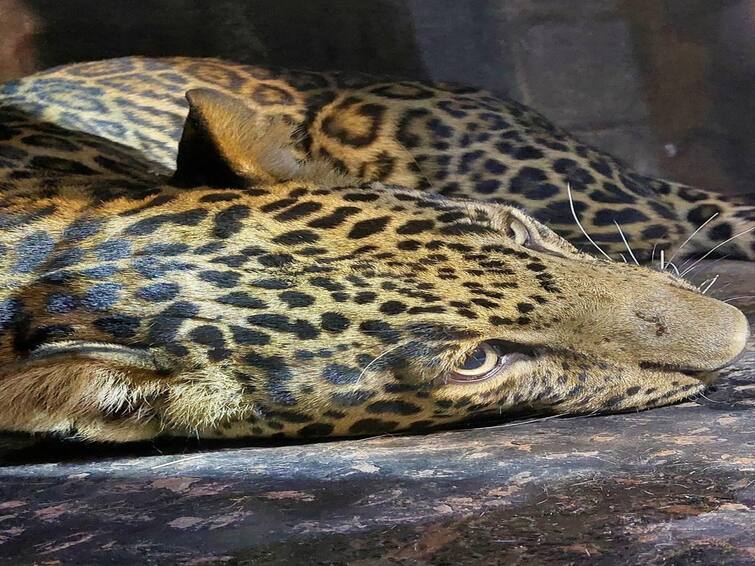 Nashik news Death of leopards due to heat says Malegaon forest department Maharashtra Nashik Leopard : तापमान वाढलं! उन्हामुळे बिबट मायलेकरांचा मृत्यू, मालेगाव वनविभागाचा अंदाज