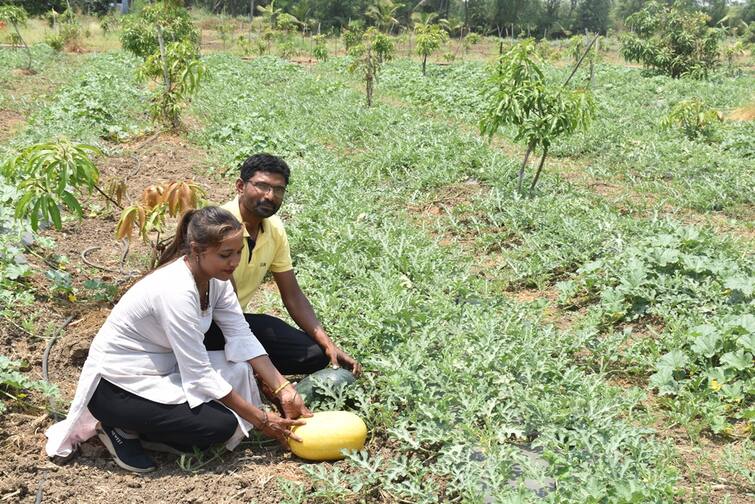 Farmer's Success Story: This farmer of Navsari got rich from watermelon cultivation Farmer’s Success Story: તરબૂચની ખેતીથી માલામાલ થયો નવસારીનો આ ખેડૂત, સોશિયલ મીડિયાનો કરે છે ભરપૂર ઉપયોગ