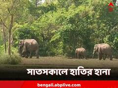 ভোর থেকে গ্রামে ঢুকল হাতির পাল, তাড়াতে গিয়ে জখম ১
