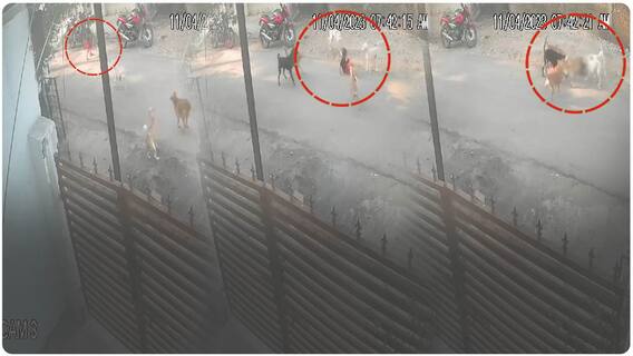 Nagpur Stray Dogs Attack | 6 ఏళ్ల బాలుడిపై వీధి కుక్కల దాడి...వైరల్ గా మారిన వీడియో | ABP Desam