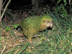 ये है दुनिया का सबसे अनोखा और तेज तोता...कीमत सुन कर उड़ जाएंगे आपके होश