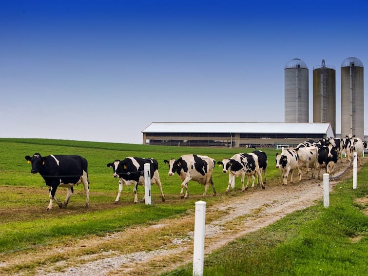 Texas Dairy Farm Fire 18000 cows Killed in Massive Explosion at dairy farm West Texas Calls For Federal Laws Grow Texas Dairy Farm Fire: డెయిరీ ఫామ్‌లో ఘోర అగ్నిప్రమాదం, 18 వేల ఆవులు ఆహుతి