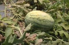 Agriculture News : नांदेडमध्ये पिवळ्या टरबूज शेतीचा यशस्वी प्रयोग, 15 गुंठ्यात तीन लाखांचं उत्पन्न