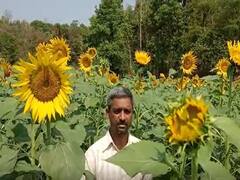 शहापूर तालुक्यात सेंद्रिय शेतीचा यशस्वी प्रयोग, तीन महिन्यात पाच लाखांचा नफा; सूर्यफुलात आंतरपिकाची लागवड 