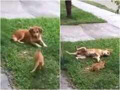 बिल्ली ने छलांग लगाकर हैरतअंगेज अंदाज में कुत्ते को लगाया गले, यूजर्स बोले- निंजा कैट