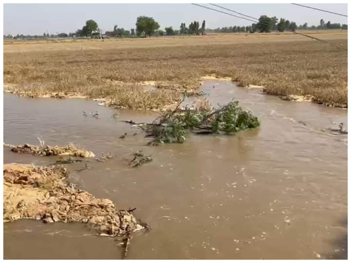 wheat crop damage in due to canal cutting in fazilka फाजिल्का में अचानक टूटी 5 नहरें, हजारों एकड़ गेहूं की खड़ी फसल में कई फीट तक भरा पानी, फसल हुई बर्बाद