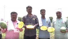 Agriculture News : नांदेडमध्ये पिवळ्या टरबूज शेतीचा यशस्वी प्रयोग, 15 गुंठ्यात तीन लाखांचं उत्पन्न