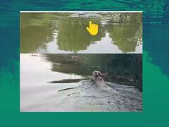 नवा खिलारी बैल बुजल्याने कृष्णा नदीत गेला अन् थेट मगरींच्या तावडीत सापडला! मगरींचा आणि बैलाचा थरारक पाठलाग