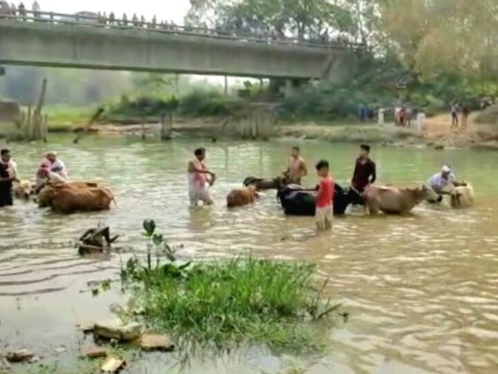 The colourful and joyous festival is celebrated across the state by all irrespective of caste, creed and belief. It is celebrated for a period of seven days with the first day being dedicated to the cattle. (Image Source: Pallav Bora)