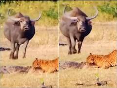 तेंदुए ने जबड़े में फंसाकर मगरमच्छ का काम किया तमाम, यूजर्स बोले- शिकारी बना शिकार