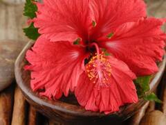 Hibiscus For Hair Fall: डोक्याला लावा जास्वंदाच्या फुलाची 'ही' पेस्ट, केस गळतीपासून सुटका मिळवा