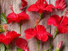 Hibiscus For Hair Fall: डोक्याला लावा जास्वंदाच्या फुलाची 'ही' पेस्ट, केस गळतीपासून सुटका मिळवा