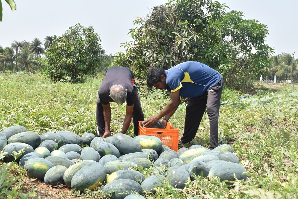 Farmer’s Success Story: તરબૂચની ખેતીથી માલામાલ થયો નવસારીનો આ ખેડૂત, સોશિયલ મીડિયાનો કરે છે ભરપૂર ઉપયોગ