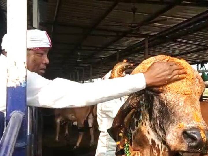 The weeklong Rongali Bihu celebrations began in Assam on Friday with the ‘Goru Bihu’, with farmers taking their cattle to the nearby pond or river to give them a wash before applying turmeric powder and other herbs on them. (Image Source: Pallav Bora)