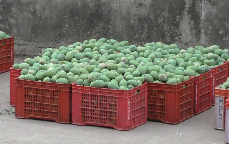 Navsari: Mango in market yard  Navsari: માર્કેટયાર્ડમાં કેરીની આવક, આ વર્ષે કેરીનો પાક 15 દિવસ વહેલો આવ્યો