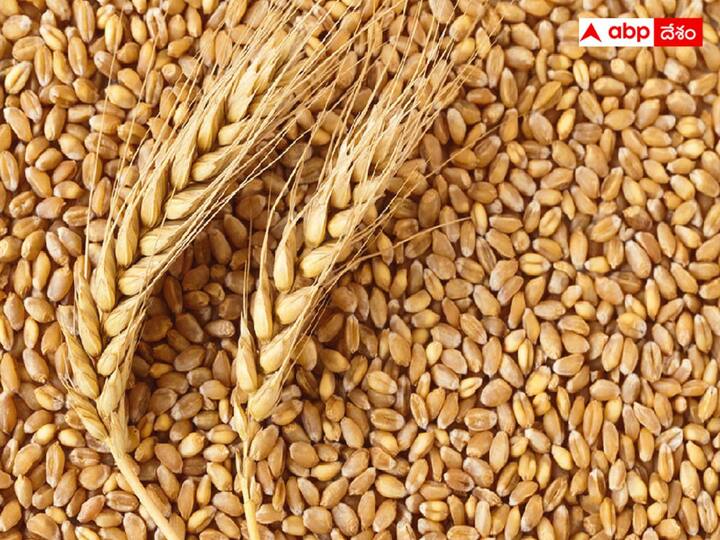 Wheat export ban to continue in india to keep inflation in track know details Wheat: గోధుమల ఎగుమతిపై నిషేధం కొనసాగింపు, ధరలు దిగొచ్చేవరకు ఇదే పరిస్థితి