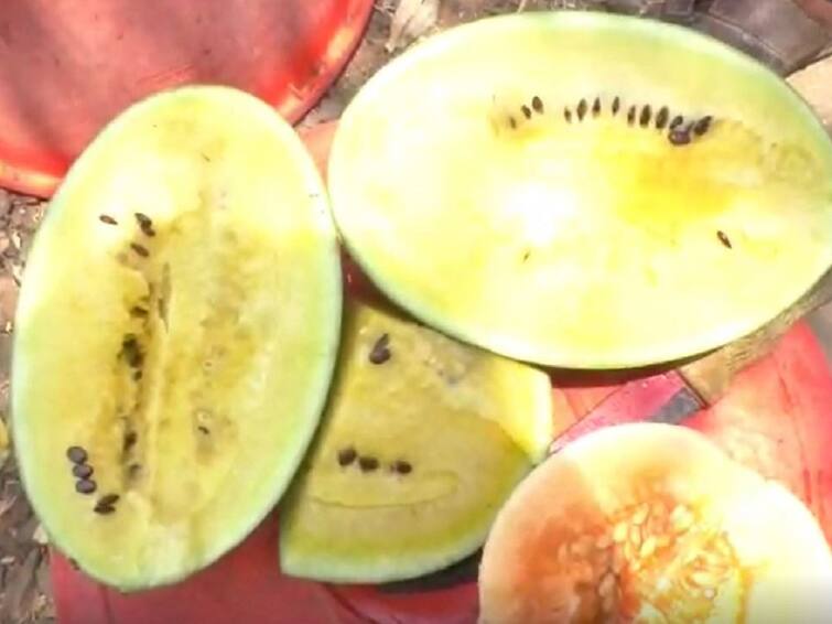 Maharashtra Agriculture News Successful yellow watermelon crop farming in Barad in nanded  Agriculture News : नांदेडमध्ये पिवळ्या टरबूज शेतीचा यशस्वी प्रयोग, 15 गुंठ्यात तीन लाखांचं उत्पन्न; वाचा गुलाब देशमुखांची यशोगाथा 
